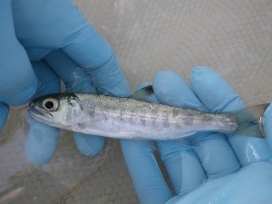 Coho_smolt_2011