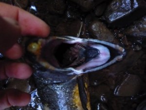 Adult Coho 2