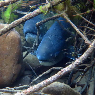 Homepage-Fish-Mobile-1