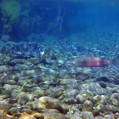 Homepage-Fish-Mobile-2