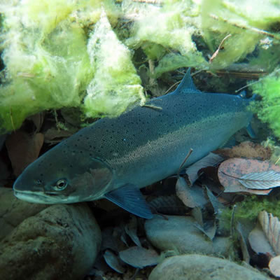 Homepage-Fish-Mobile-3